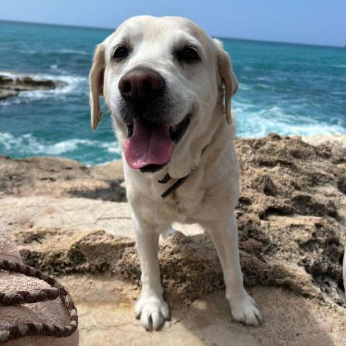 Information Library Sandy Paws Global Pet Relocations